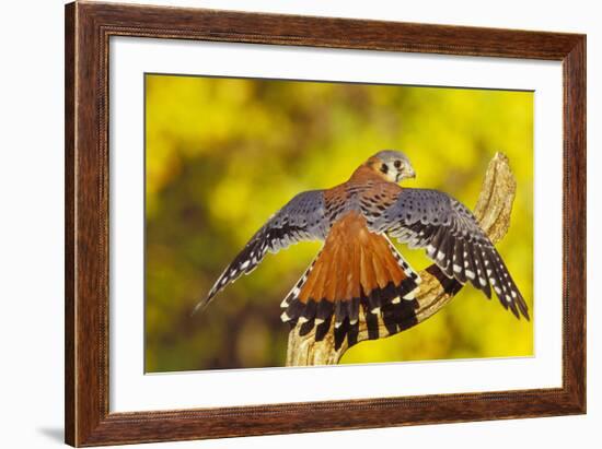 American Kestrel Displaying, Wings Oustretched-null-Framed Photographic Print