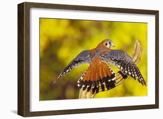 American Kestrel Displaying, Wings Oustretched-null-Framed Photographic Print