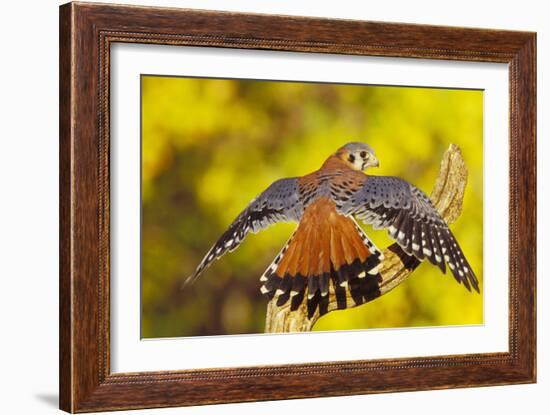 American Kestrel Displaying, Wings Oustretched-null-Framed Photographic Print