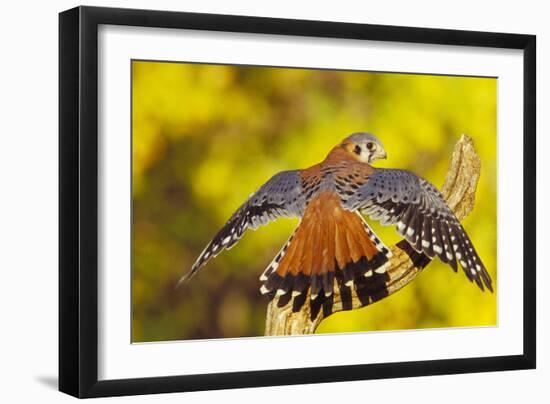 American Kestrel Displaying, Wings Oustretched-null-Framed Photographic Print