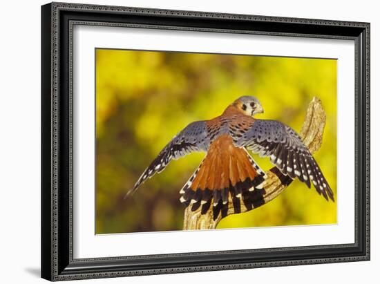 American Kestrel Displaying, Wings Oustretched-null-Framed Photographic Print