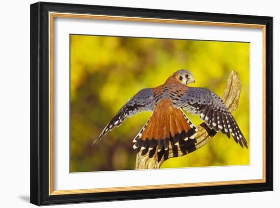 American Kestrel Displaying, Wings Oustretched-null-Framed Photographic Print