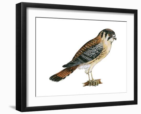 American Kestrel (Falco Sparverius), Sparrow Hawk, Bird-Encyclopaedia Britannica-Framed Art Print