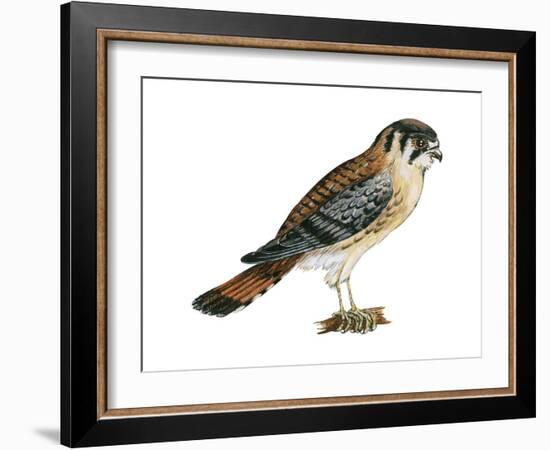 American Kestrel (Falco Sparverius), Sparrow Hawk, Bird-Encyclopaedia Britannica-Framed Art Print