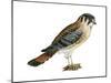 American Kestrel (Falco Sparverius), Sparrow Hawk, Bird-Encyclopaedia Britannica-Mounted Art Print