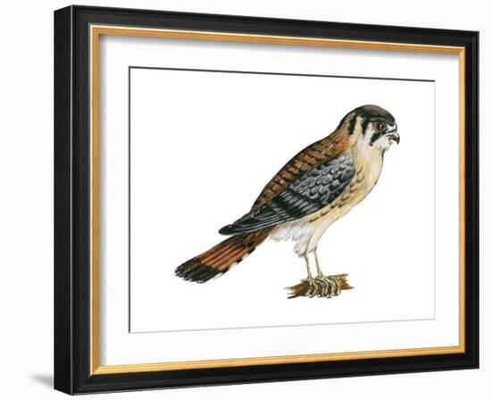 American Kestrel (Falco Sparverius), Sparrow Hawk, Bird-Encyclopaedia Britannica-Framed Art Print