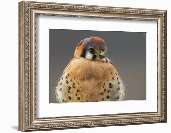 American Kestrel Hawk-Ken Archer-Framed Photographic Print