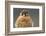 American Kestrel Hawk-Ken Archer-Framed Photographic Print