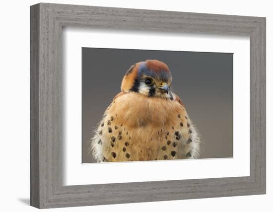 American Kestrel Hawk-Ken Archer-Framed Photographic Print