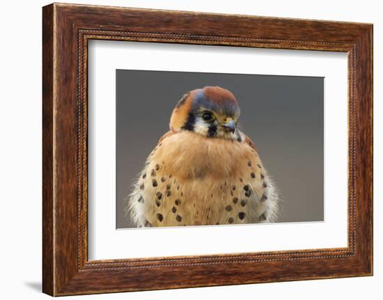 American Kestrel Hawk-Ken Archer-Framed Photographic Print