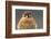 American Kestrel Hawk-Ken Archer-Framed Photographic Print