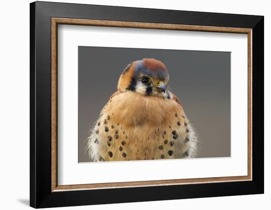 American Kestrel Hawk-Ken Archer-Framed Photographic Print