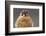 American Kestrel Hawk-Ken Archer-Framed Photographic Print