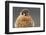 American Kestrel Hawk-Ken Archer-Framed Photographic Print