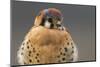 American Kestrel Hawk-Ken Archer-Mounted Photographic Print