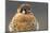 American Kestrel Hawk-Ken Archer-Mounted Photographic Print