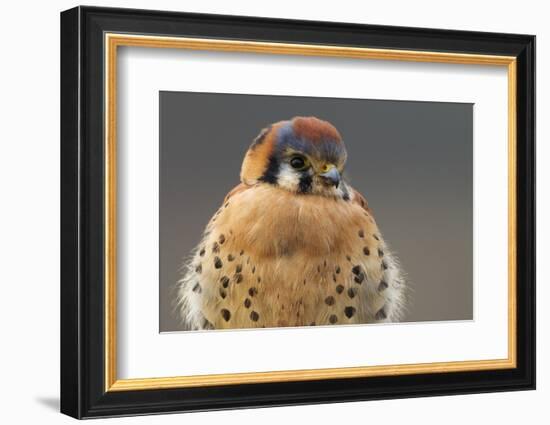 American Kestrel Hawk-Ken Archer-Framed Photographic Print