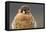 American Kestrel Hawk-Ken Archer-Framed Premier Image Canvas