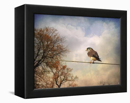 American Kestrel in Autumn-Jai Johnson-Framed Premier Image Canvas