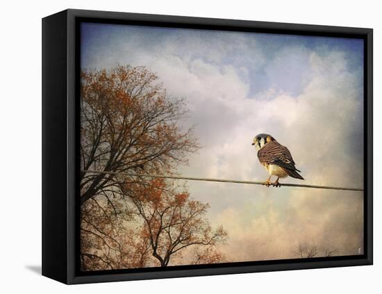 American Kestrel in Autumn-Jai Johnson-Framed Premier Image Canvas