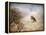 American Kestrel in Autumn-Jai Johnson-Framed Premier Image Canvas