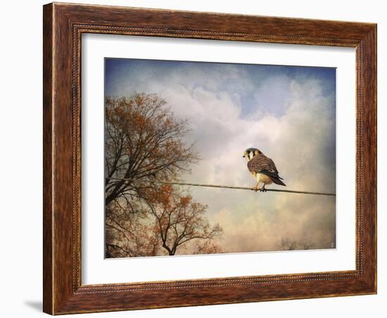 American Kestrel in Autumn-Jai Johnson-Framed Giclee Print