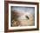 American Kestrel in Autumn-Jai Johnson-Framed Giclee Print