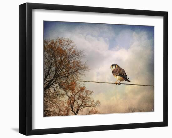 American Kestrel in Autumn-Jai Johnson-Framed Giclee Print