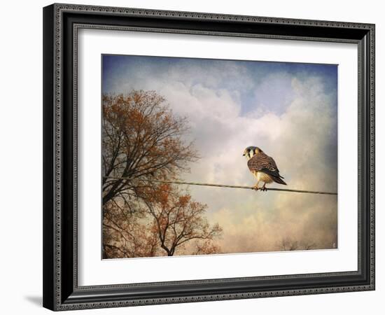 American Kestrel in Autumn-Jai Johnson-Framed Giclee Print