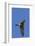 American Kestrel in Flight-Hal Beral-Framed Photographic Print