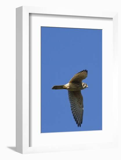 American Kestrel in Flight-Hal Beral-Framed Photographic Print