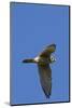 American Kestrel in Flight-Hal Beral-Mounted Photographic Print