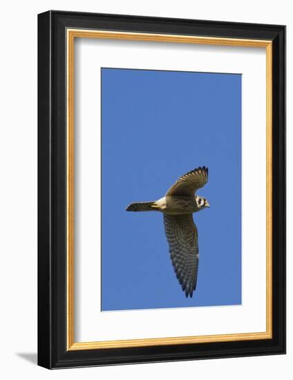 American Kestrel in Flight-Hal Beral-Framed Photographic Print