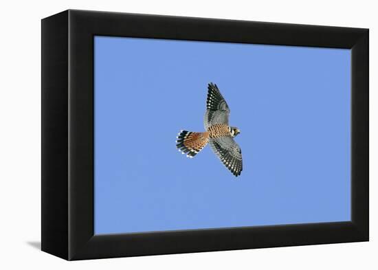 American Kestrel Male in Flight-null-Framed Premier Image Canvas