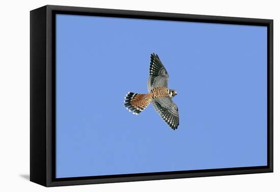 American Kestrel Male in Flight-null-Framed Premier Image Canvas