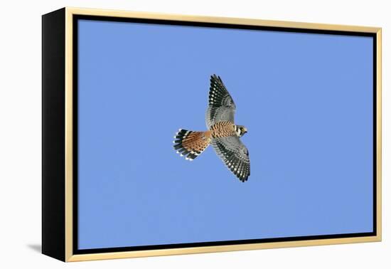 American Kestrel Male in Flight-null-Framed Premier Image Canvas