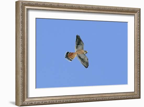 American Kestrel Male in Flight-null-Framed Photographic Print