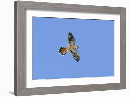 American Kestrel Male in Flight-null-Framed Photographic Print