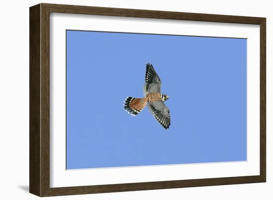 American Kestrel Male in Flight-null-Framed Photographic Print