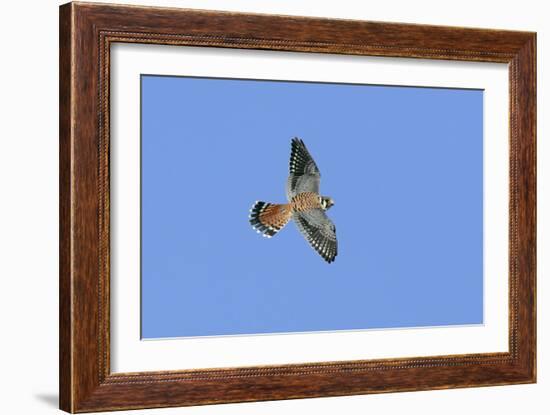 American Kestrel Male in Flight-null-Framed Photographic Print