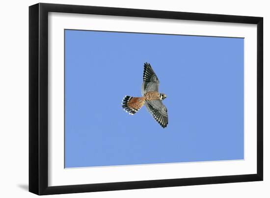 American Kestrel Male in Flight-null-Framed Photographic Print