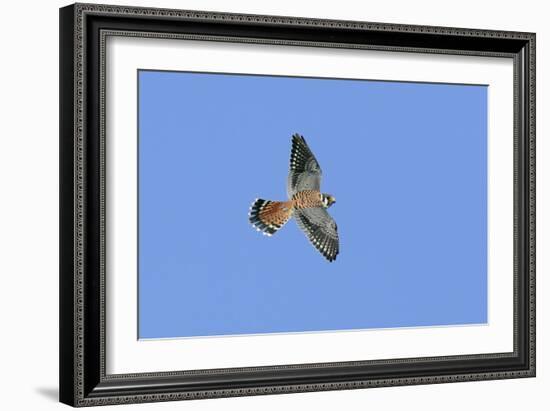 American Kestrel Male in Flight-null-Framed Photographic Print