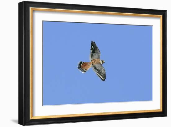 American Kestrel Male in Flight-null-Framed Photographic Print