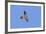 American Kestrel Male in Flight-null-Framed Photographic Print