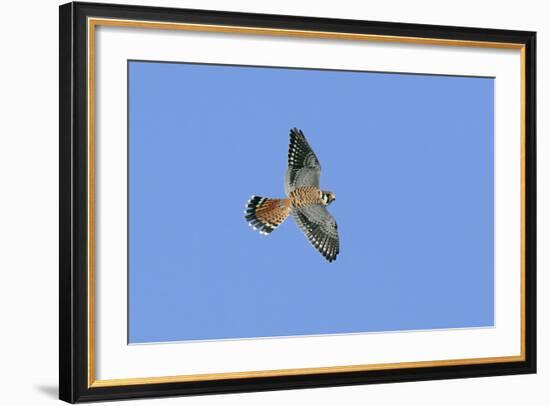 American Kestrel Male in Flight-null-Framed Photographic Print