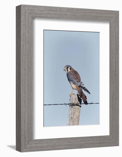 American Kestrel Male on Fence Post, Colorado-Richard and Susan Day-Framed Photographic Print