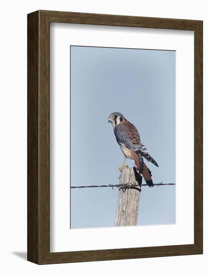 American Kestrel Male on Fence Post, Colorado-Richard and Susan Day-Framed Photographic Print