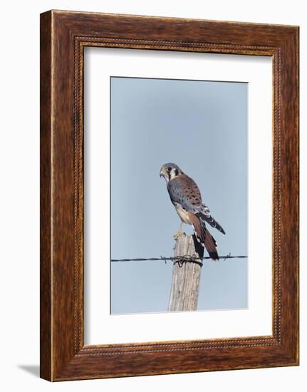 American Kestrel Male on Fence Post, Colorado-Richard and Susan Day-Framed Photographic Print