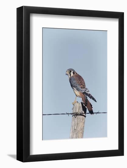 American Kestrel Male on Fence Post, Colorado-Richard and Susan Day-Framed Photographic Print
