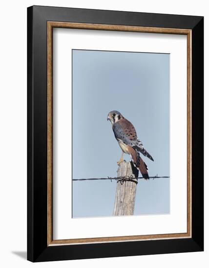 American Kestrel Male on Fence Post, Colorado-Richard and Susan Day-Framed Photographic Print